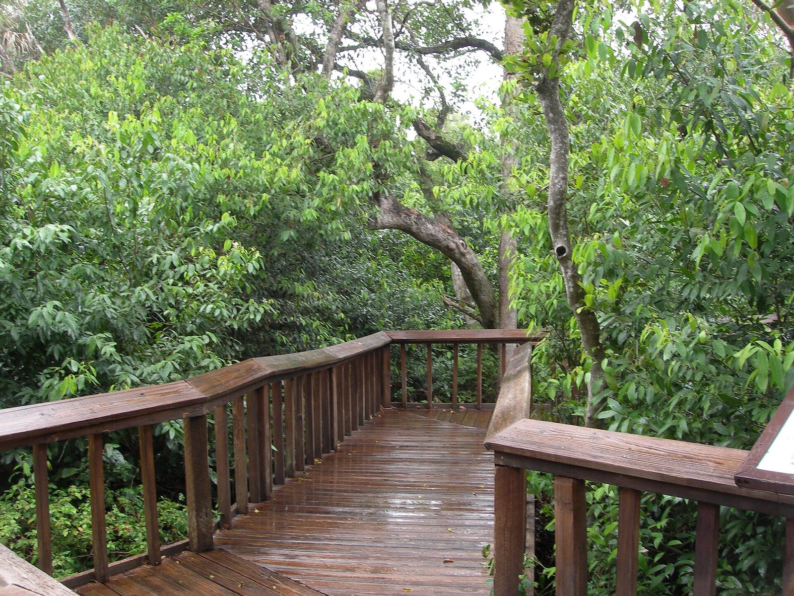 Boardwalk through the coastal hammock at Gumbo Limbo Nature Center in Boca Raton, Florida