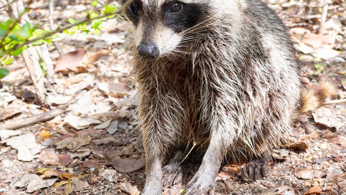 One of Raccoon Island's famous raccoons up close